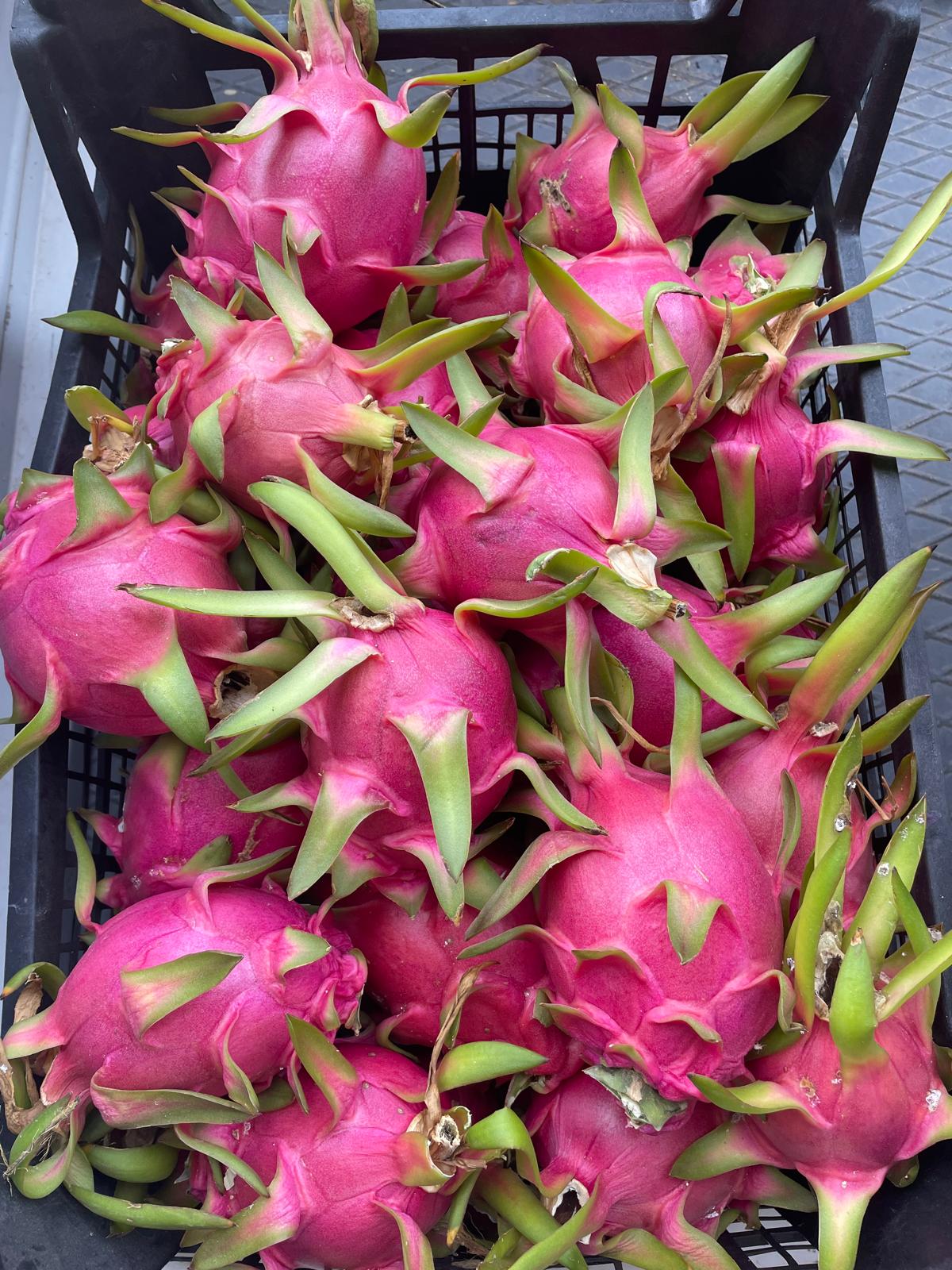 Zahidenin Tropikal Bahçesi 